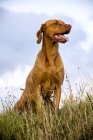 Portrait of Vizsla dog sitting on rural meadow. — Stock Photo
