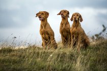 Portrait of three Vizsla dogs sitting on green meadow. — Stock Photo