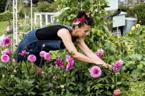 Donna in piedi in un giardino e raccogliendo Dahlias rosa
. — Foto stock