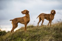 Portrait of two Vizsla dogs standing on green meadow. — Stock Photo