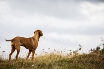 Retrato de cão Vizsla em pé no prado rural . — Fotografia de Stock