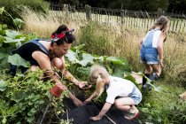 Woman and girls in vegetable garden, harvesting potatoes. — Stock Photo