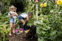 Two girls standing in garden, holding chickens and picking vegetables. — Stock Photo