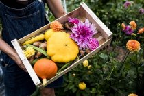 Plan rapproché grand angle de la personne tenant une boîte en bois avec des légumes frais et des dahlias roses coupées . — Photo de stock