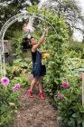 Donna in piedi sotto arco in giardino, raccogliendo fagiolini . — Foto stock