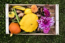 Primer plano de ángulo alto de la caja de madera con verduras frescas y flores de Dahlia rosa cortadas
. - foto de stock