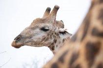 Testa di giraffa che distoglie lo sguardo in Africa . — Foto stock