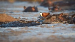 African jacana bird stepping over hippos wallowing in water in Africa. — Stock Photo