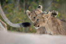Dois filhotes de leão brincando juntos enquanto seguiam a leoa na África . — Fotografia de Stock