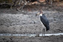 Marabou stork standing in mud in Africa. — Stock Photo