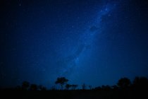 Paesaggio di notte con alberi sagomati sotto le stelle della Via Lattea in Africa
. — Foto stock