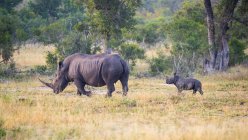 Hembra de rinoceronte blanco seguida de ternera en África . - foto de stock