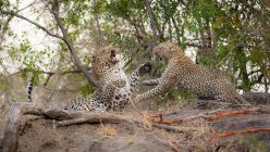 Leopardos machos e fêmeas lutando e usando patas e dentes desnudados . — Fotografia de Stock