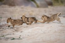 Three lion cubs playing and chasing each other in sand in Africa — Stock Photo