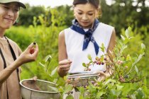 Two Japanese women picking berries in a field. — Stock Photo