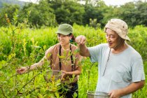 Two people picking soft fruit on an organic farm — Foto stock