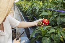 Japanese woman wearing hat standing in vegetable field, picking fresh peppers. — Stock Photo