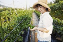 Donna giapponese che indossa cappello in piedi in campo vegetale, raccogliendo peperoni freschi
. — Foto stock