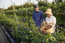 Homem japonês usando boné e mulher usando chapéu em pé no campo vegetal, pegando pimentas frescas . — Fotografia de Stock