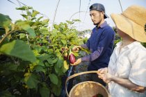 Japaner mit Mütze und Frau mit Hut stehen auf Gemüsefeld und pflücken frische Auberginen. — Stockfoto