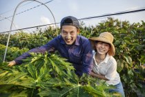 Japonais homme portant casquette et femme portant chapeau debout dans le champ de légumes, souriant à la caméra
. — Photo de stock