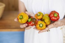 Close-up of person holding freshly picked picked red and yellow peppers. — Stock Photo