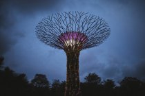 Low angle view of futuristic Supertree Grove at Gardens by Bay in Singapore in evening. — Stock Photo
