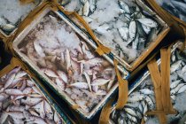 High angle close-up of crates with small fish on ice. — Stock Photo