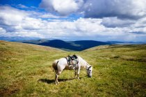 Caballo montado blanco pastando en llanuras onduladas y colinas en las montañas del norte de Mongolia . - foto de stock