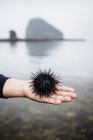High angle close-up of hand holding fresh uni sea urchin against water. — Stock Photo