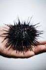 High angle close-up of hand holding fresh uni sea urchin. — Stock Photo