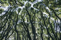 Vista de ângulo baixo de bosque de carvalhos vivos de costa, pinheiros de bispo e madronas — Fotografia de Stock