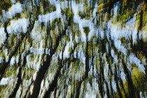 Sfocato movimento astratto di baldacchino foresta, Tamales Bay State Park, Point Reyes National Seashore, California — Foto stock