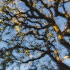 Roble vivo de California (Quercus agrifolia) y cielo azul - foto de stock