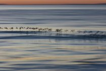 Spotterd sandpipers flight over surf, Drakes Beach, Point Reyes National Seashore, California — стокове фото