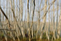 Затуманенное движение ольхового леса в сумерках — стоковое фото