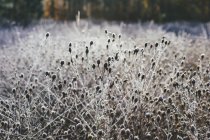 Prato ghiacciato di fiori selvatici ed erbe in autunno — Foto stock