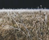 Морозний луг з польових квітів і трав восени — стокове фото