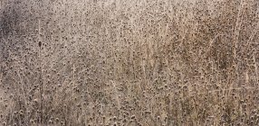 Frostige Wiese mit Wildblumen und Gräsern im Herbst, Vollbild — Stockfoto