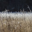 Prato ghiacciato di fiori selvatici ed erbe in autunno — Foto stock
