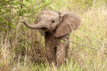 Ternero elefante adorable, Loxodonta africana, levantando su tronco mientras está de pie en la vegetación - foto de stock