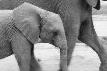 Молодой слон, Loxodonta africana, ходит бок о бок с другим слоном, черно-белое изображение — стоковое фото
