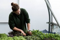 Jardineiro feminino em pé em uma estufa, cortando plantas vegetais jovens com par de tesouras. — Fotografia de Stock