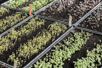 High angle close up of crates with a selection of freshly planted seedlings. — Stock Photo