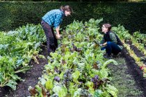 Two female gardeners kneeling in a vegetable bed in a garden, inspecting Swiss chard plants. — Stock Photo