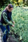 Giardiniere femmina in piedi in un orto in un giardino, ispezionando le piante da aneto. — Foto stock