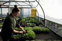 Femelle jardinière debout dans une serre, coupant de jeunes plants de légumes avec des ciseaux. — Photo de stock