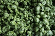 High angle close up of fresh green basil, full frame view — Stock Photo