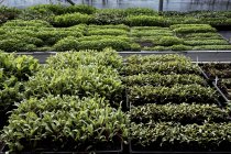 Hohe Nahaufnahme von Kisten mit einer Auswahl frisch gepflanzter Sämlinge. — Stockfoto