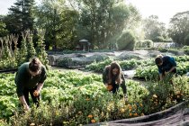 Tre giardinieri che lavorano in un orto, raccogliendo fiori commestibili. — Foto stock